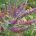 Leadplant Seeds