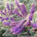 Amorpha Canescens