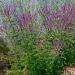 Leadplant Garden Flowers