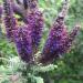 Leadplant In Meadow