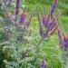 Leadplant Amorpha Canescens