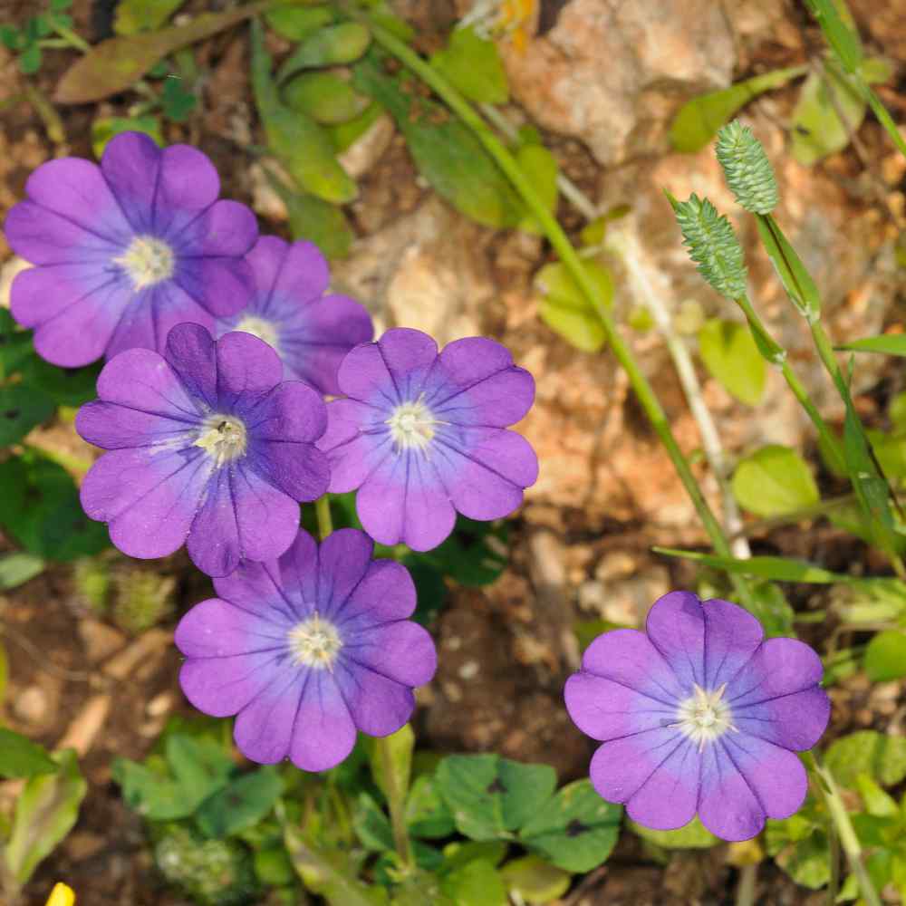 Legousia Blue Garden Flowers