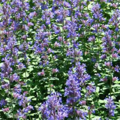 Lemon Catnip Herb Seed