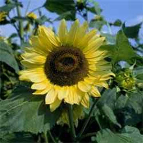 Sunflower Seeds - Sunflower Lemon Queen Flower Seed