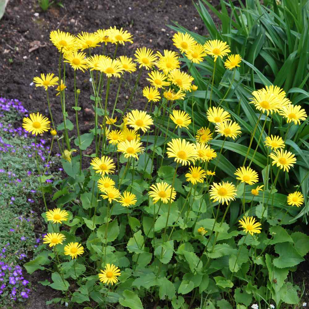 Leopard's Bane Garden Flowers