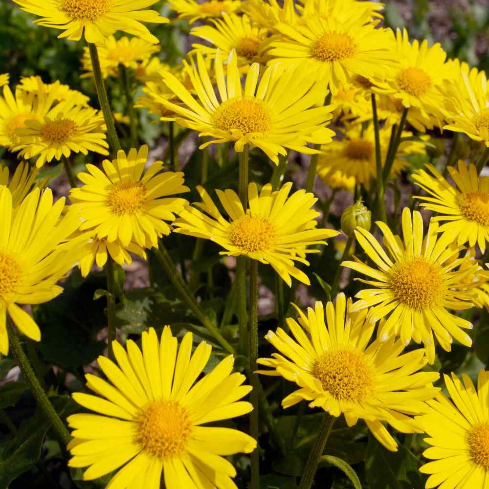 Leopard's Bane Flowers