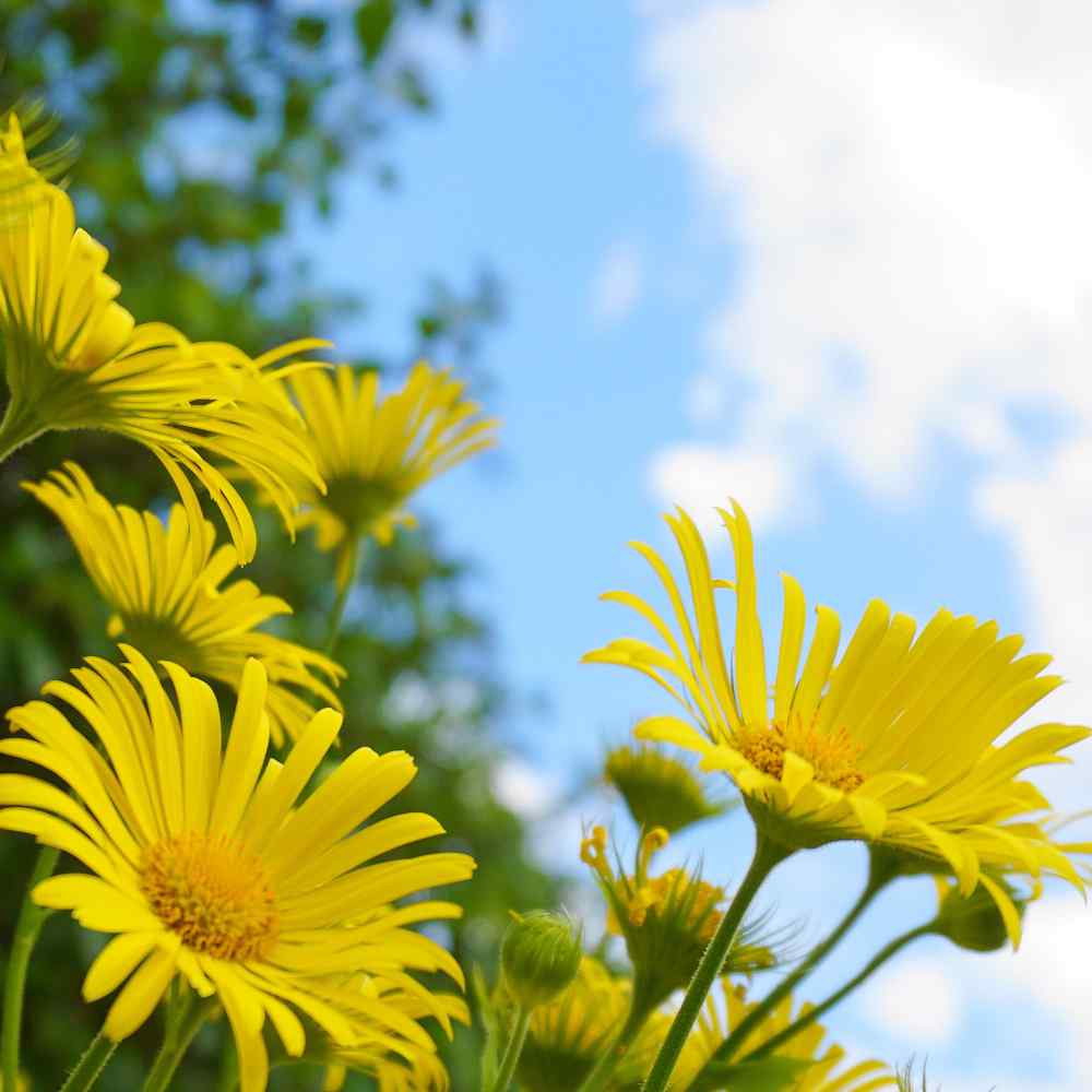 Doronicum Orientale