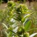 Lespedeza Capitata