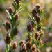 Lespedeza Capitata Plants