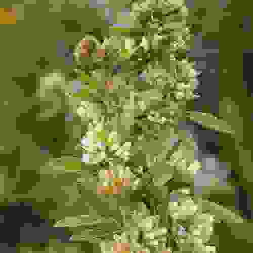 Lespedeza Wildlife Food