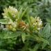 Round Head Bush Clover