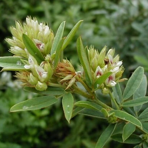 Lespedeza Lespedeza