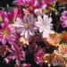 Lewisia Sunset Strain Seeds