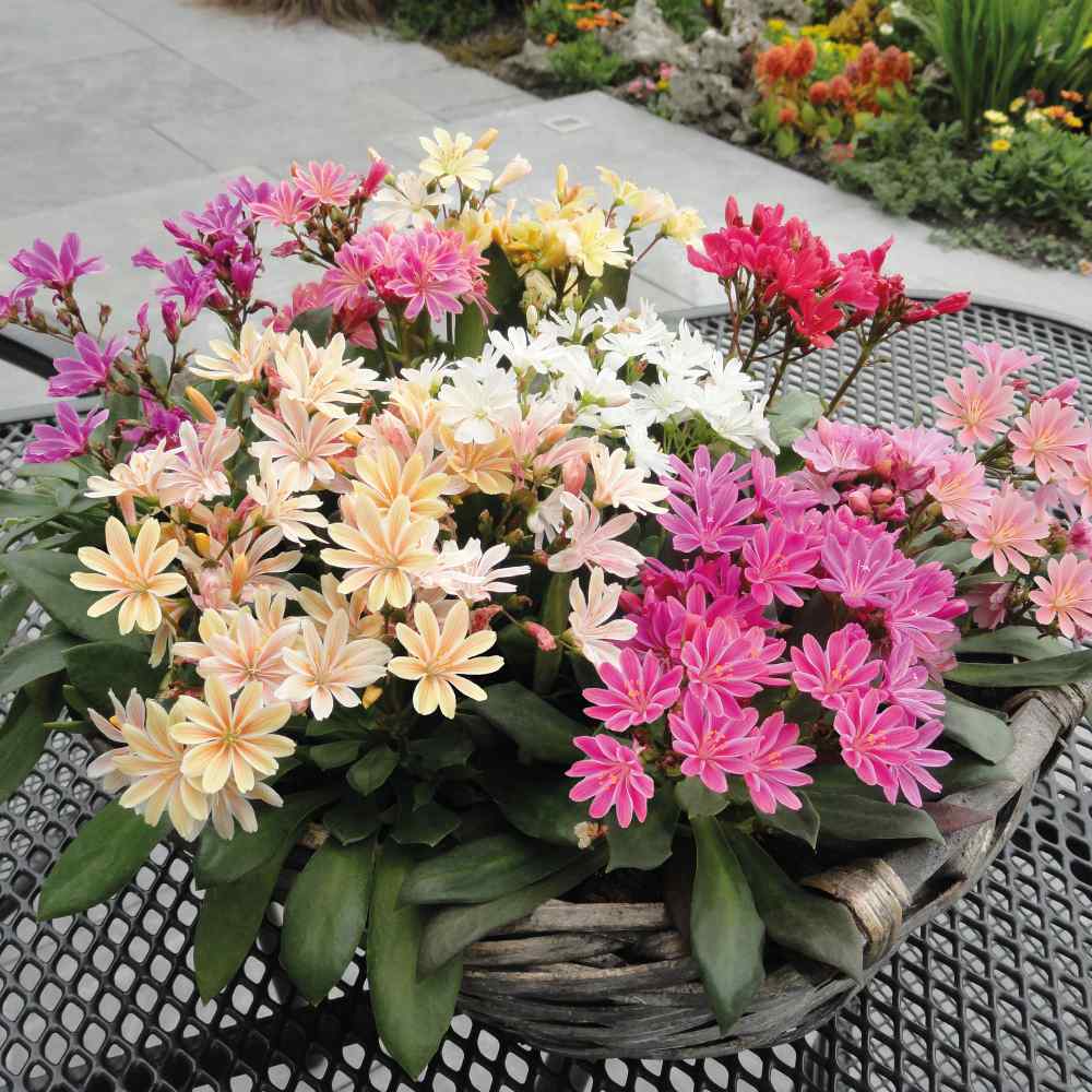 Lewisia Elise Flower Seed Mix