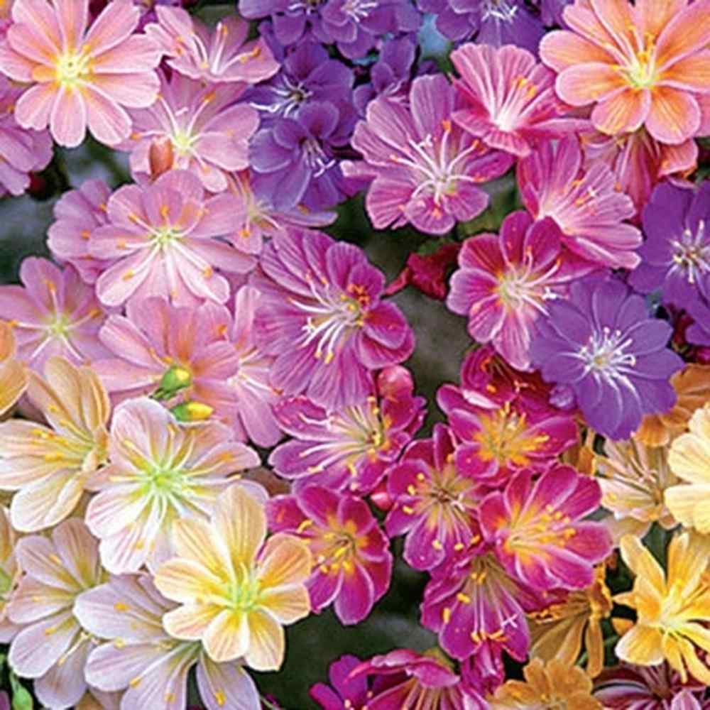 Lewisia Rainbow Flower Seed Mix