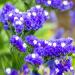 Limonium Statice Blue Flowers