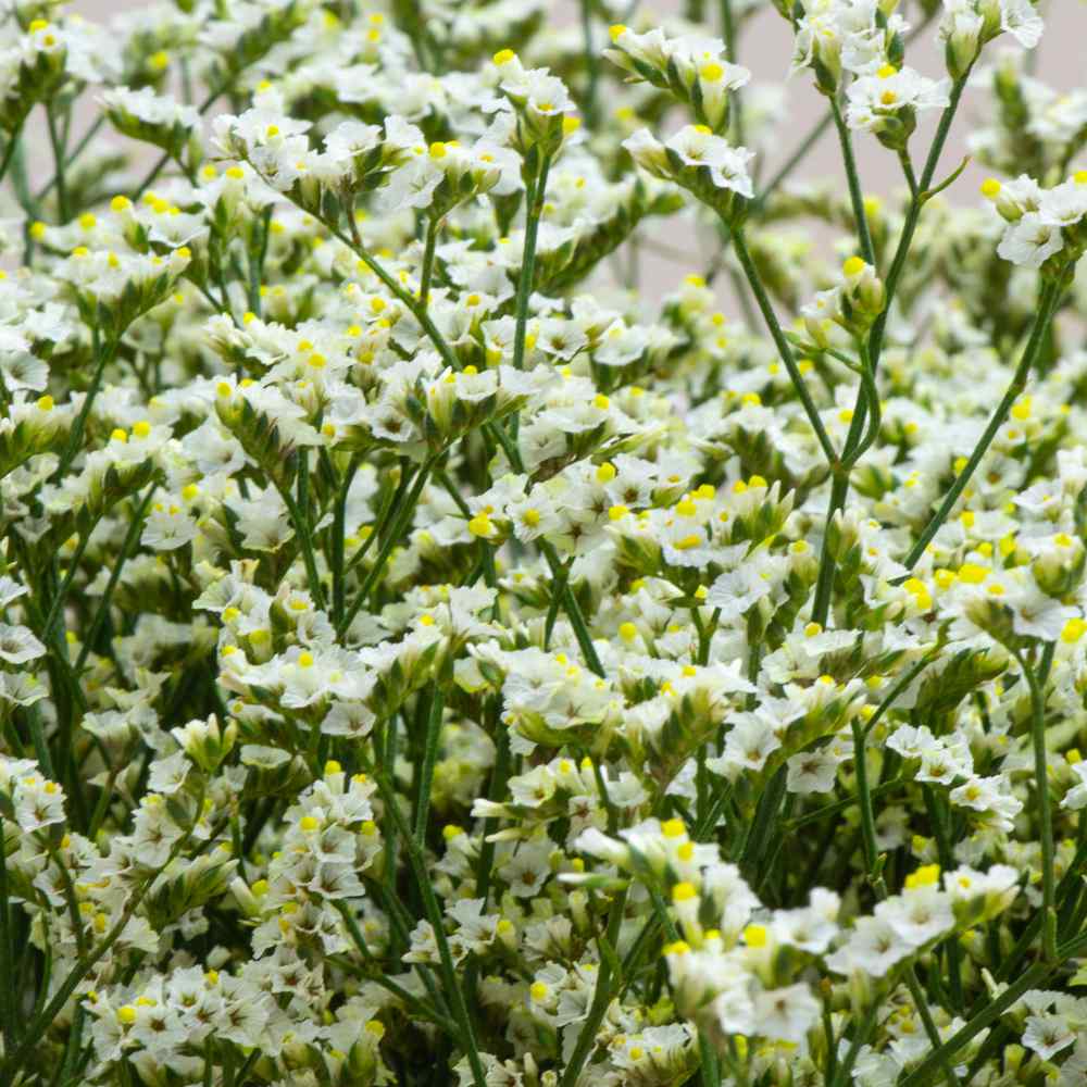 Statice Seeds White Limonium Flower Seed