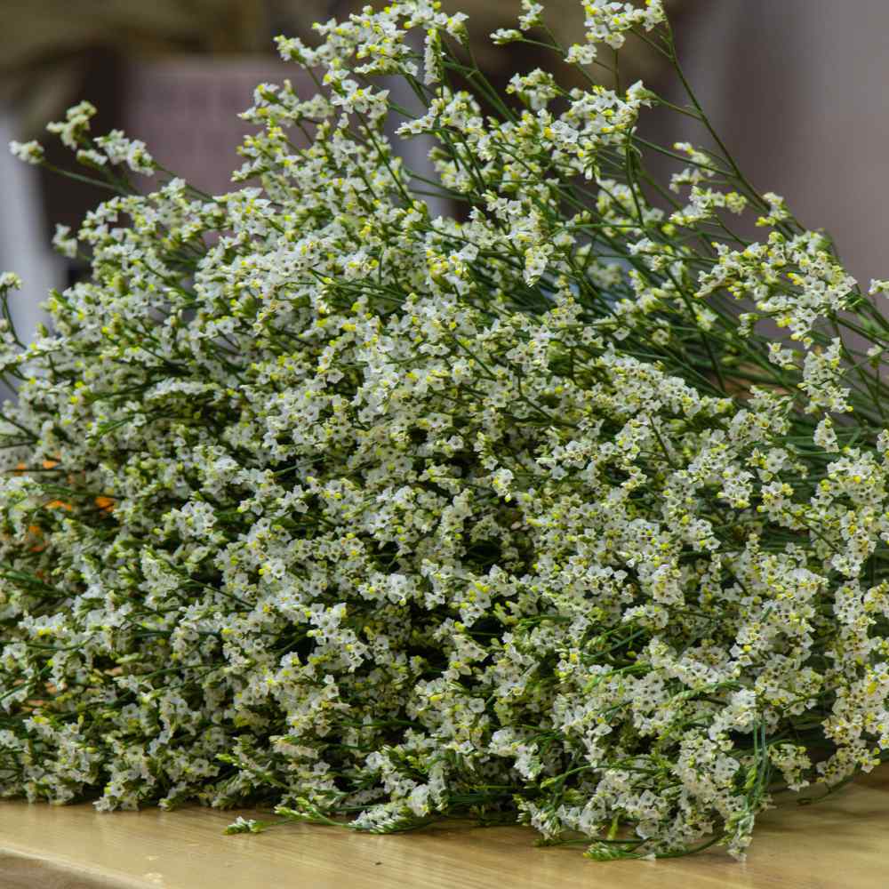 Statice White Limonium Garden Flower Plant Seed With Drought Tolerance