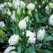Lisianthus Sapphire Double White Flowers