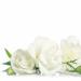 Lisianthus White Flowers