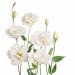 Lisianthus Double White Flowers