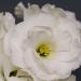 Lisianthus White Cutflowers