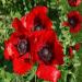 Oriental Poppy Beauty of Livermere Flowers