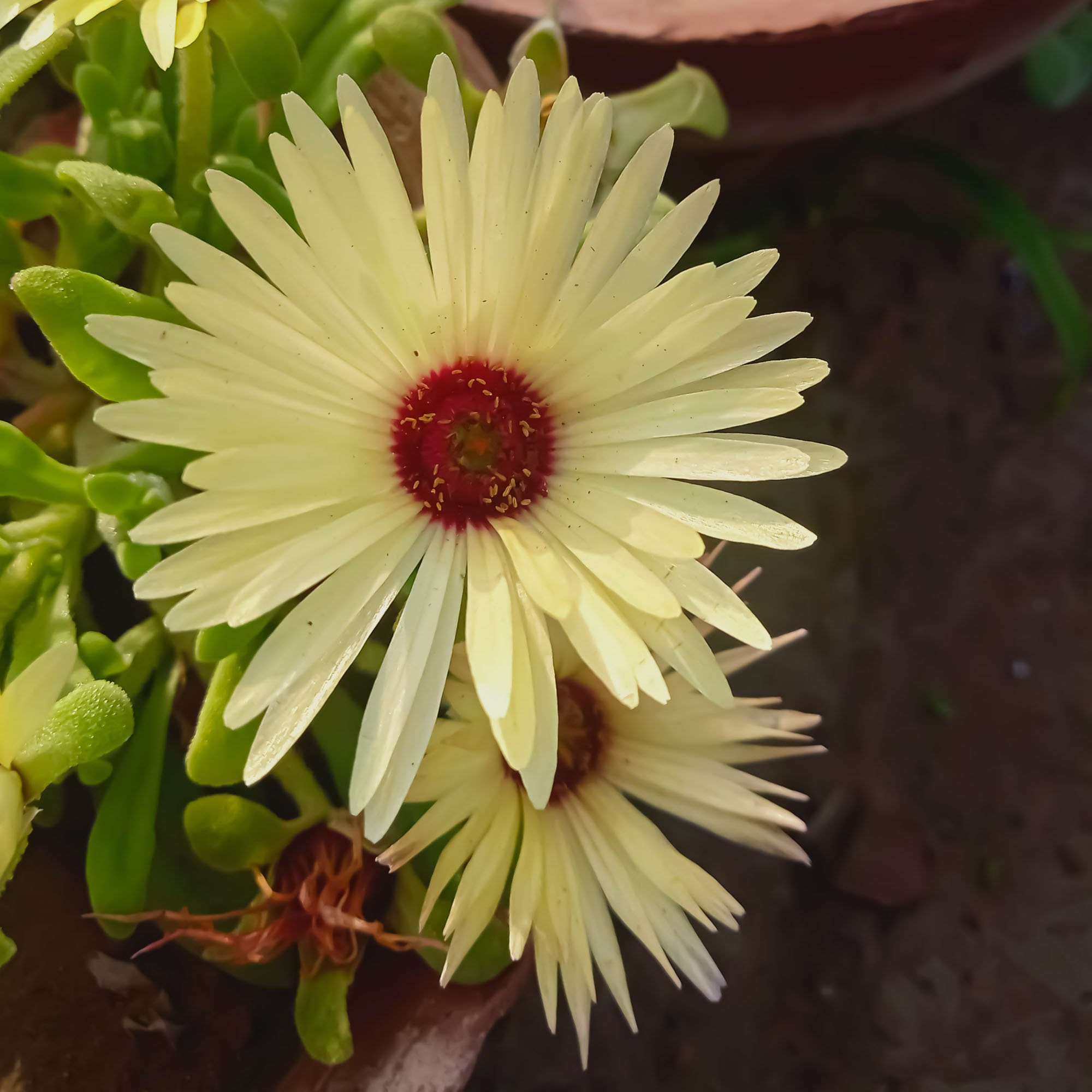 Ice Plant Seeds | Yellow