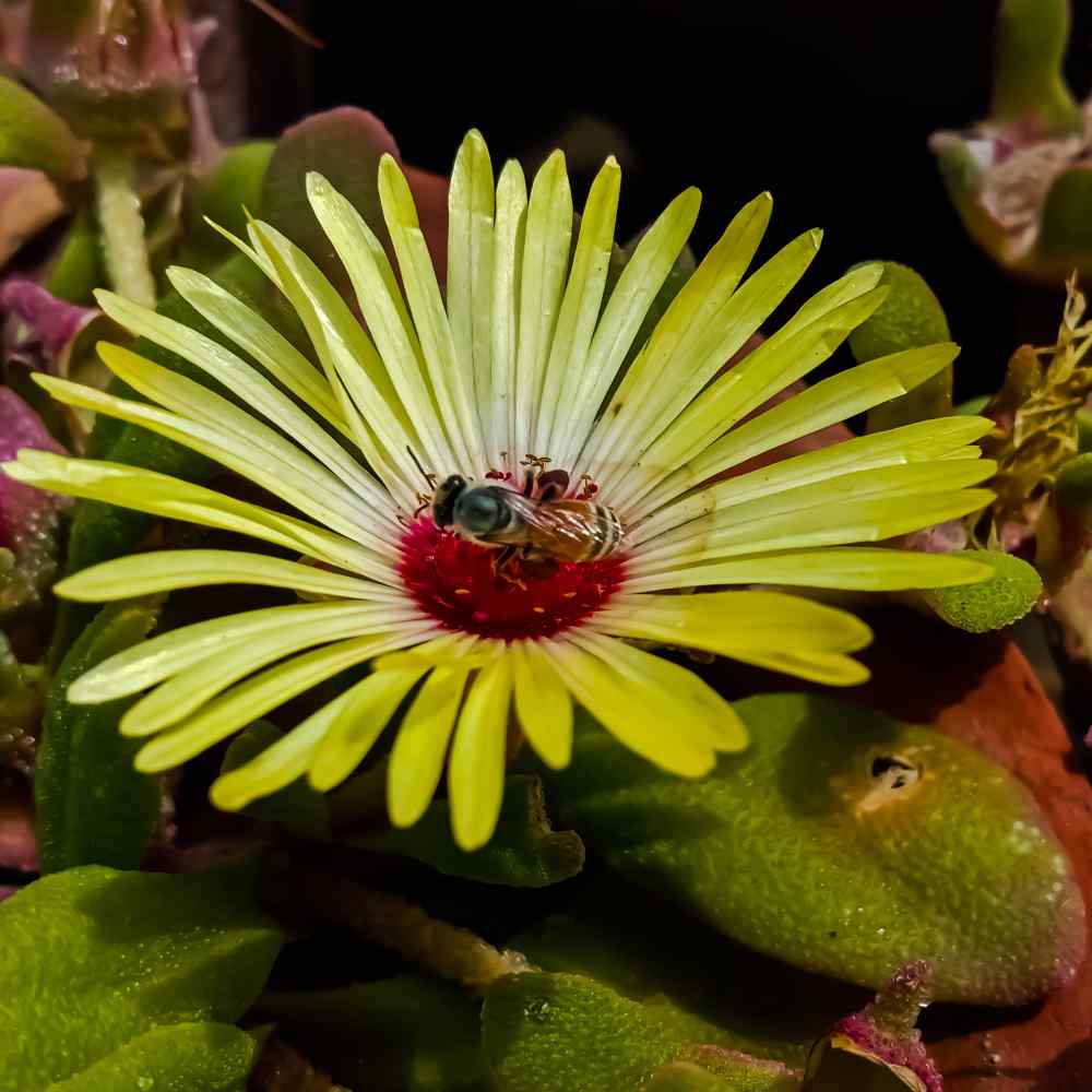 Livingstone Daisy Yellow Ground Cover Plants