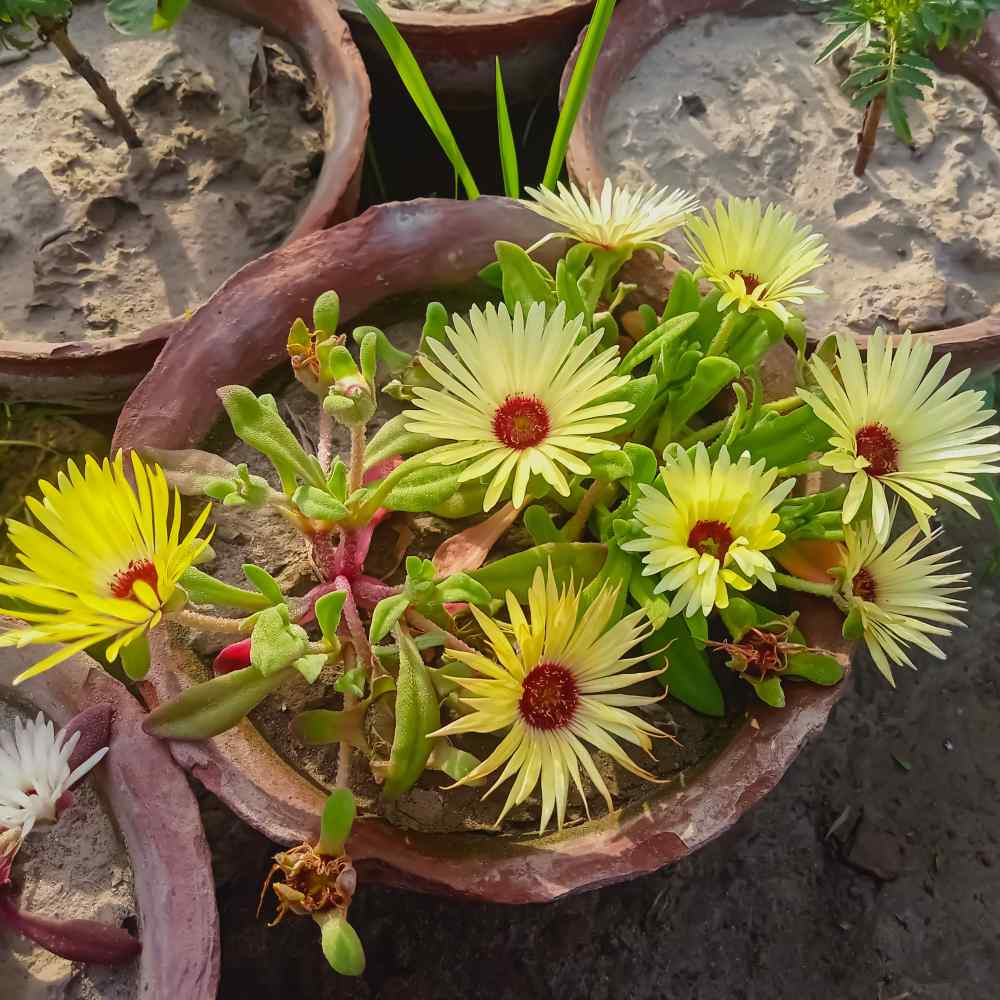 Perennial Yellow Ice Plant