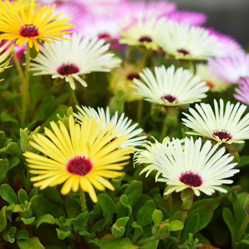 Perennial Livingstone Daisy Yellow