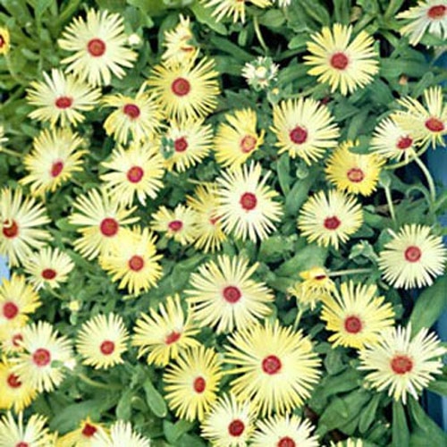 Dorotheanthus Bellidiformis Gelato Yellow Shade