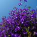 Lobelia Mrs. Clibran Flowers