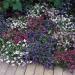 Lobelia Ground Cover Plants