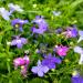 Lobelia Flower Mix