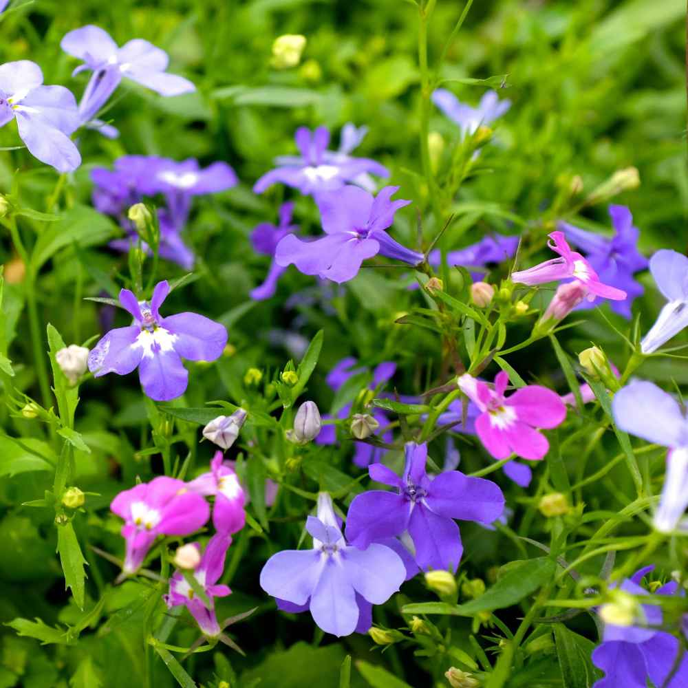 Lobelia Seed - Lobelia Erinus Riviera Ground Cover Seeds