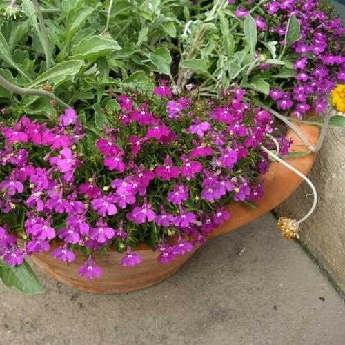 Lobelia Rosamond Ground Cover