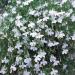 Lobelia White Lady