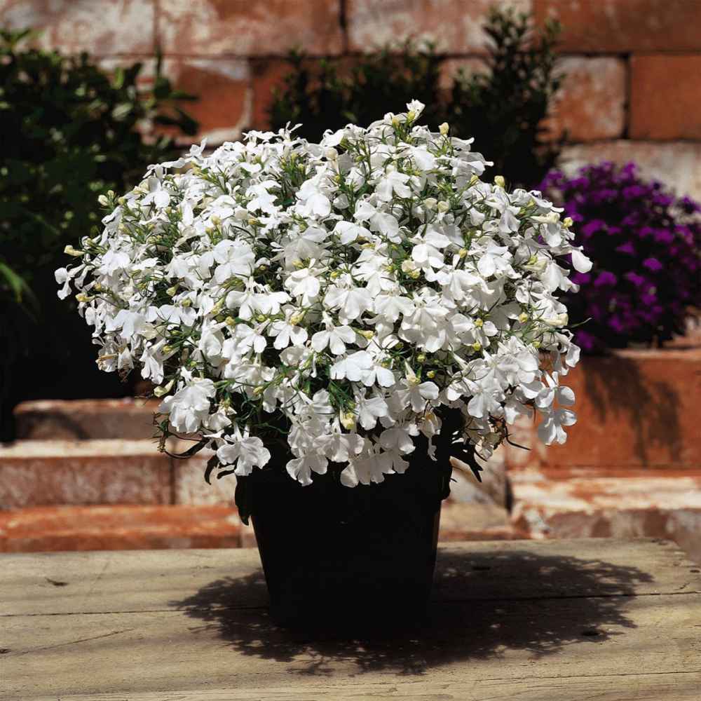 Lobelia Seeds | White Lady