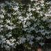 Lobelia White Lady Ground Cover