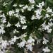 Lobelia White Low Growing Ground Cover