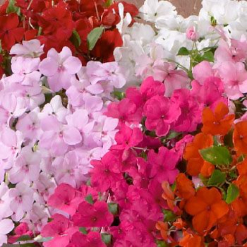 Low Growing Impatiens Plant Seeds Dwarf Flower Impatiens Logro Mix