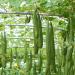 Luffa Vegetable Sponge Vines