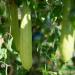 Annual Luffa Plants