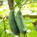 Luffa Cylindric Plants