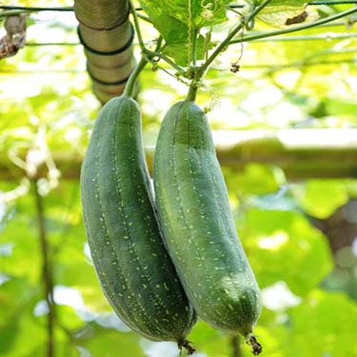 Luffa Cylindric Plants