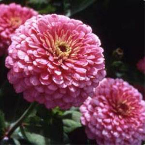 Zinnia Elegans Dahlia Flowered Luminosa