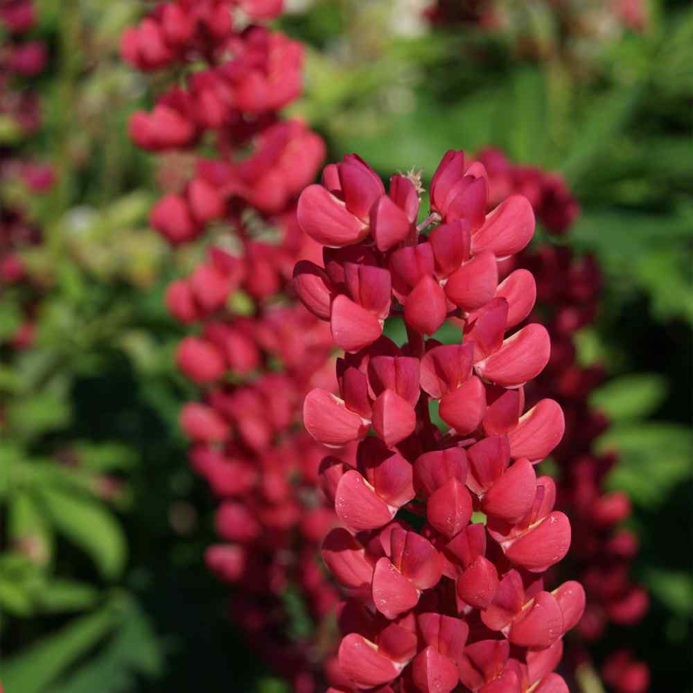 Lupine Seeds Lupinus Polyphyllus My Castle Flower Seed