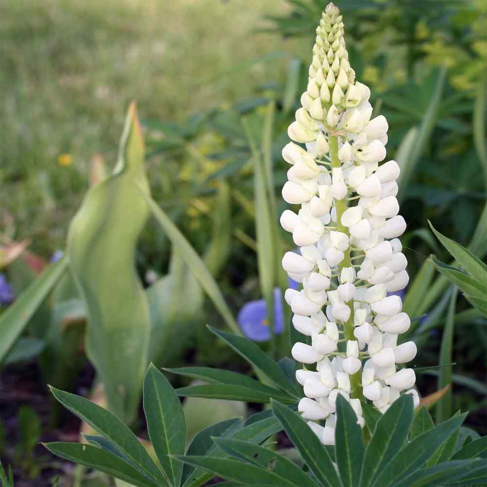 Lupine Seeds | Noble Maiden