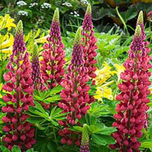 Lupine My Castle